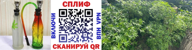 цена наркотик Новодвинск Конопля семена